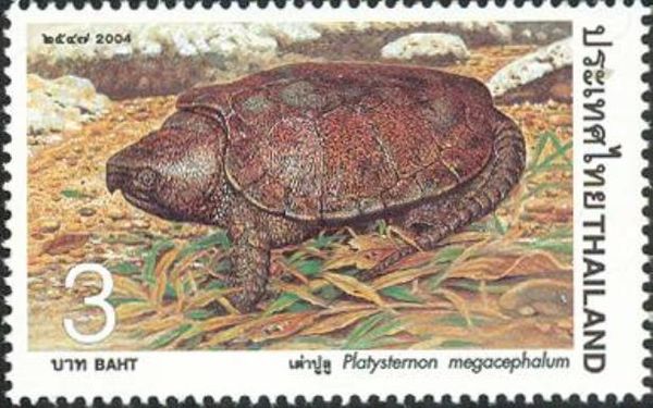 Big-headed Turtle (Platysternon megacephalum)