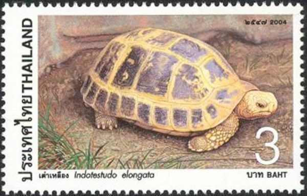 Elongated Tortoise (Indotestudo elongata)