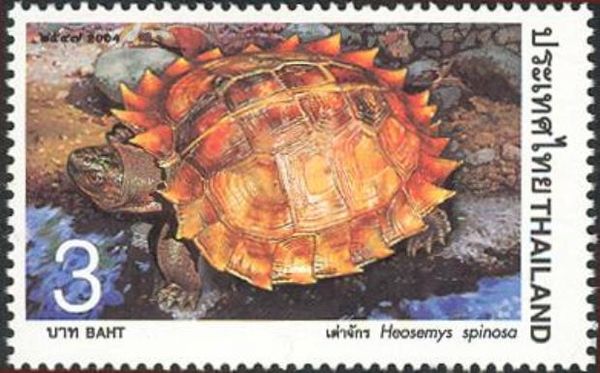 Spiny Terrapin (Heosemys spinosa)