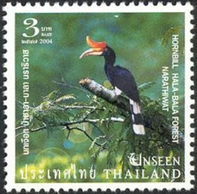 Rhinoceros Hornbill (Buceros rhinoceros), Hala-Bala Forest N
