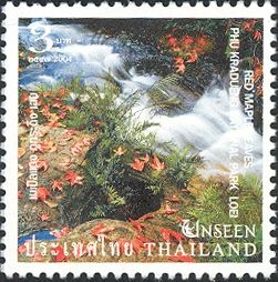 Red Maple Leaves Phu Kradueng National Park Loei