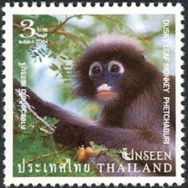 Dusky Leaf Monkey (Trachypithecus obscurus), Phetchaburi