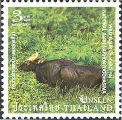 Gaur (Bos gaurus) of Khao Yai National Park, Nakhon Ratchasi
