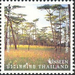 Sea of Flowers Phu Soldao, Uttaradit