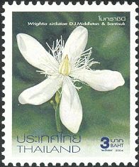 Flowers - Wrightia sirikitiae