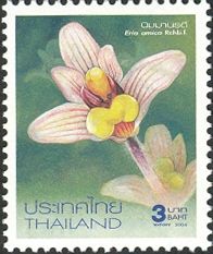 Flowers - Eria amica