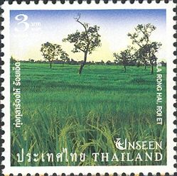 Kung Kula Rong Hai, Roi Et