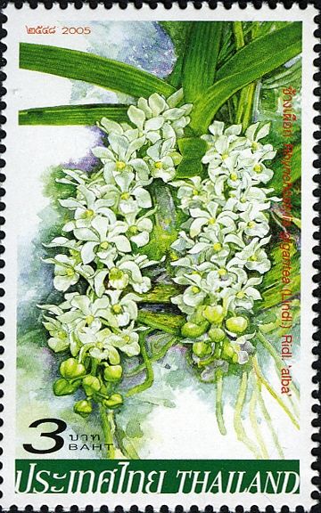 Orchids - Rhynchostylis gigantea