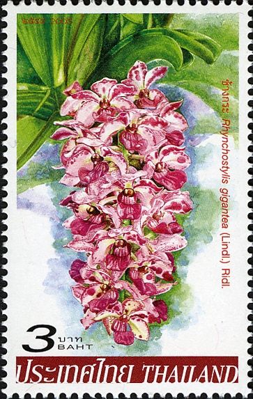 Orchids - Rhynchostylis gigantea