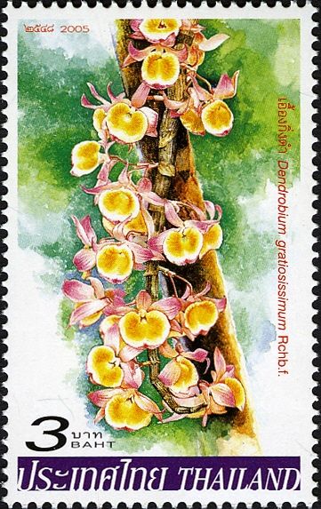 Orchids - Dendrobium gratiosissmum