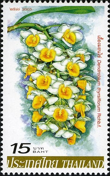 Orchids - Dendrobium thrysiflorum