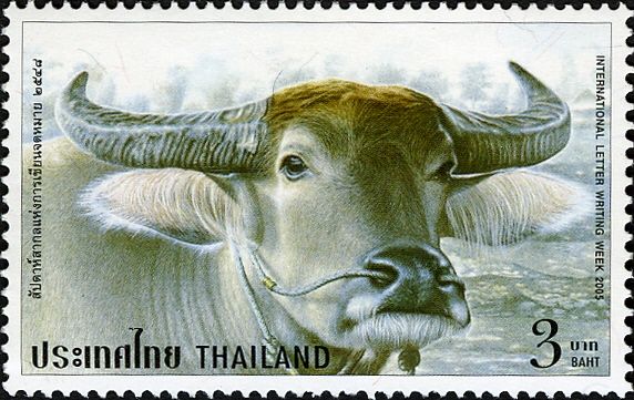 Water Buffalo (Bubalus bubalis)