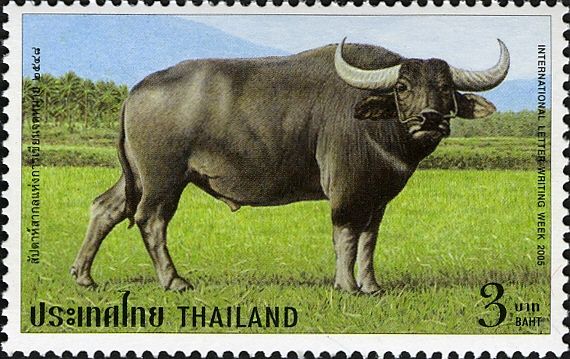 Water Buffalo (Bubalus bubalis)