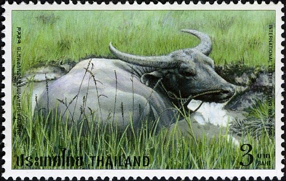 Water Buffalo (Bubalus bubalis)