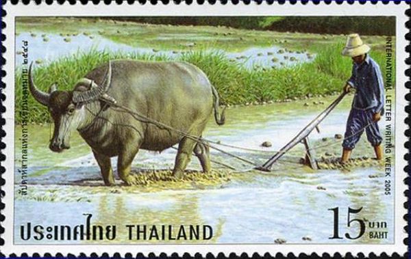 Water Buffalo (Bubalus bubalis)