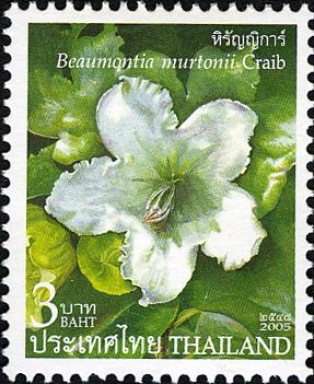 Beaumontia murtonii