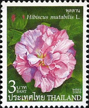 Hibiscus mutabilis