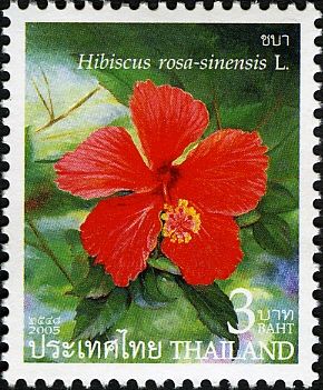 Hibiscus rosa-sinensis