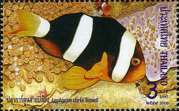 Clark's Anemonefish (Amphiprion clarkii)