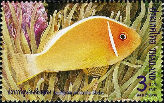 Pink Anemonefish (Amphiprion perideraion)