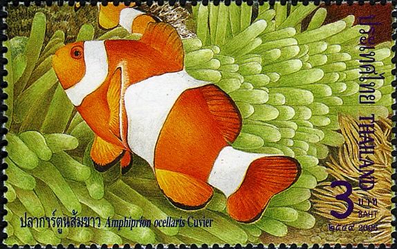 Clown Anemonefish (Amphiprion ocellaris)