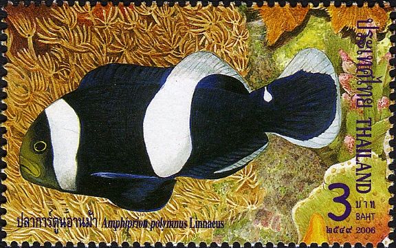 Saddleback Clownfish (Amphiprion polymnus)