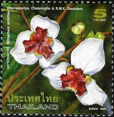 Mahaphrom Rachini - Mitrephora sirikitiae