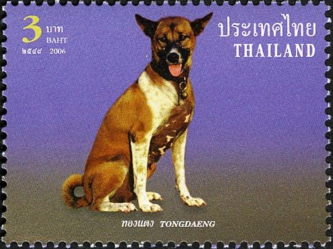 Khun Tongdaeng (Canis lupus familiaris) the Kings Dog