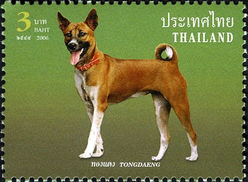 Khun Tongdaeng (Canis lupus familiaris) the Kings Dog