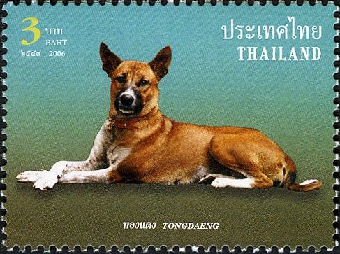 Khun Tongdaeng (Canis lupus familiaris) the Kings Dog