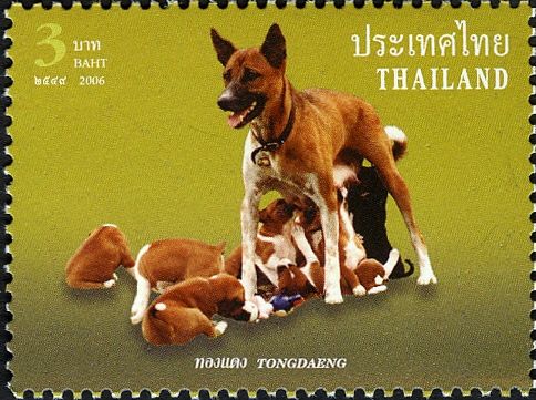 Khun Tongdaeng (Canis lupus familiaris) the Kings Dog