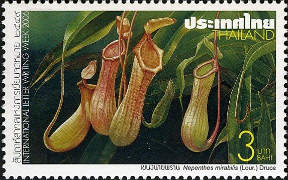 Nepenthes mirabilis (Lour.) Druce