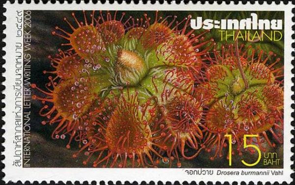 Drosera burmannii Vahl