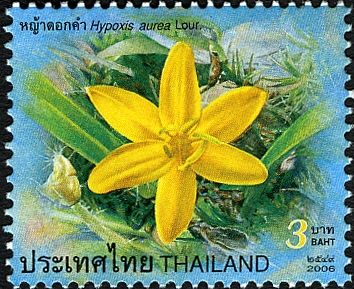 Hypoxis aurea