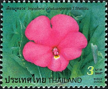 Impatiens phuluangensis