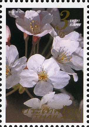Flora (Flowers - General)