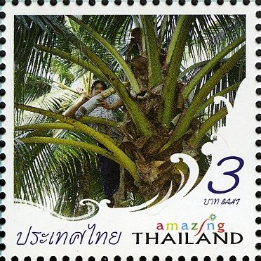 Palm-tree