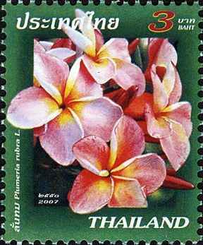 Plumeria rubra