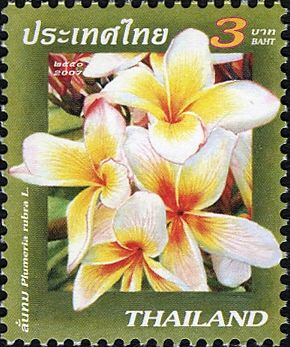 Plumeria rubra
