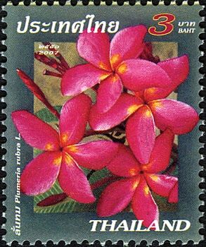 Plumeria rubra