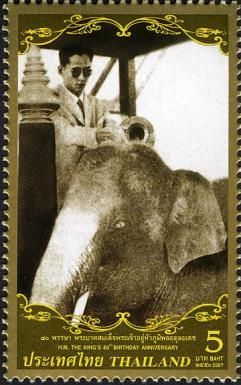 (White) Asian Elephant (Elephas maximus) 