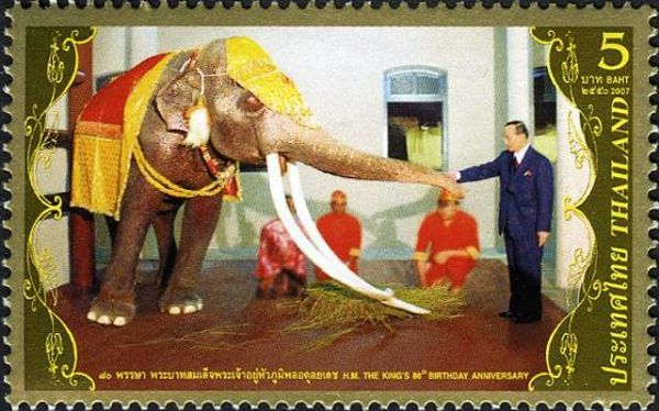(White) Asian Elephant (Elephas maximus)