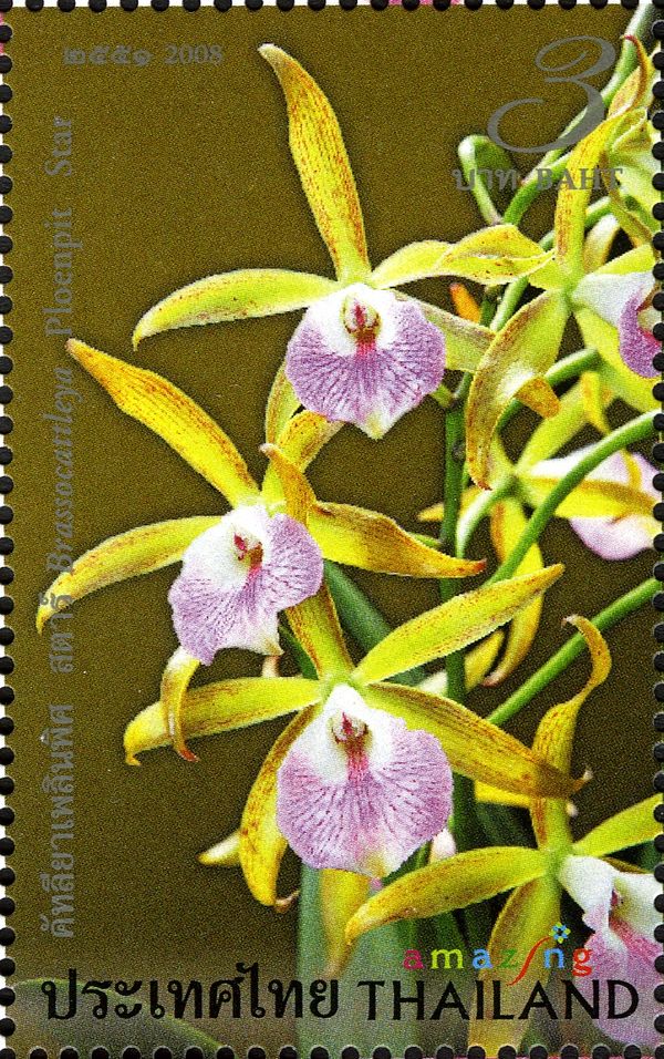 Flora (Brassocattleya Ploenpit Star)