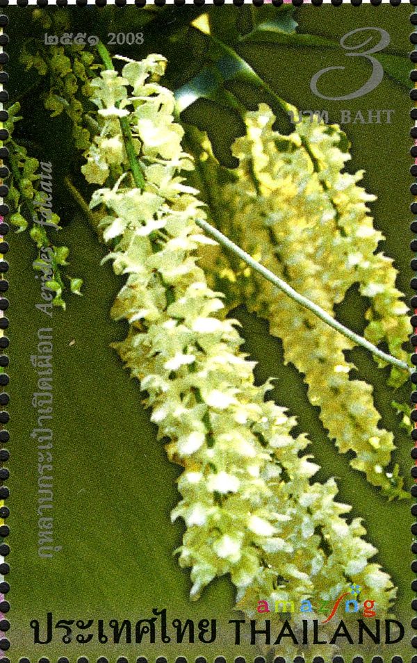 Flora (Aerides falcata)
