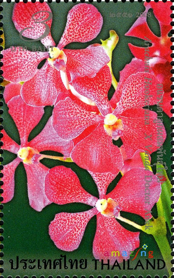 Flora (Hookeriana x Vanda Dr Anek)