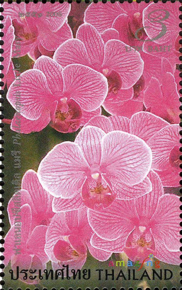 Flora (Phalaenopsis Little Mary)