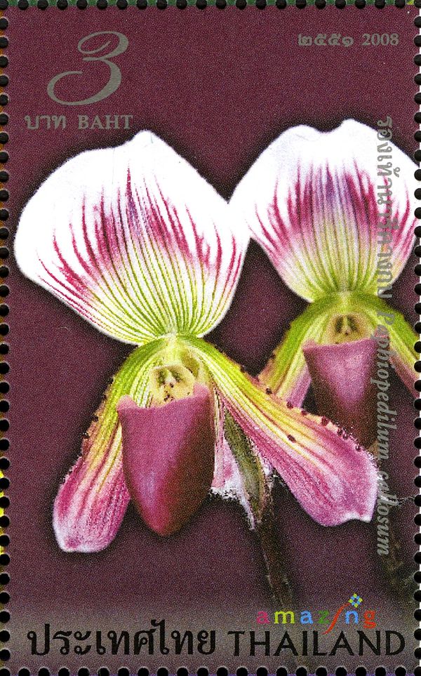 Flora (Paphiopedilum callosum)