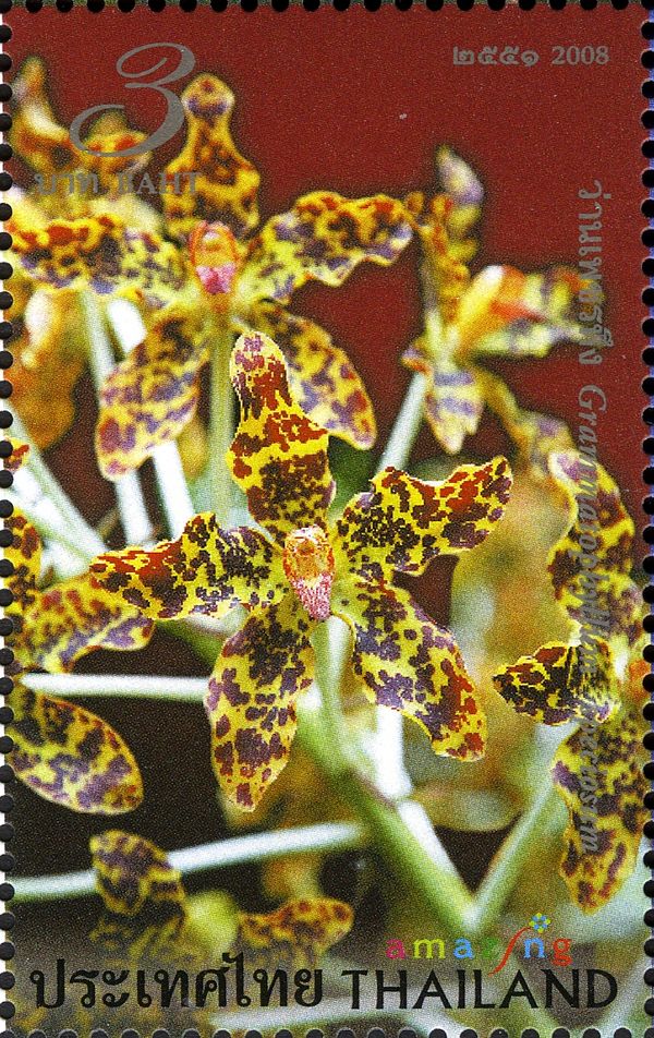 Flora (Grammatophyllum speciosum)