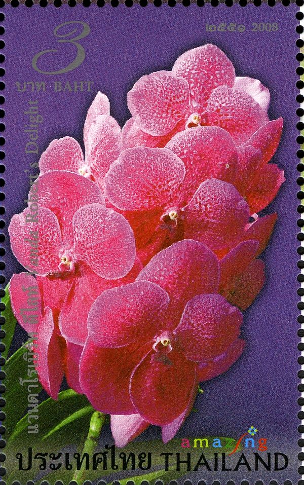 Flora (Vanda Robert's Delight)
