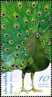 Green Peafowl (Pavo muticus)